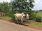 Cow at village natural scene with Greenery around landscape