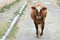 Cow walking along a road in Lokbatan, near Baku, capital of Azerbaijan