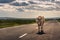 Cow walking on the asphalt road to the horizon backlit by sunset sun in steppe.