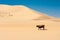 Cow walking on desert