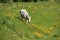 The cow is walking in a field with blooming buttercups and cow parsley in spring.