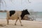 Cow walking near the ocean