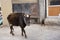 Cow walking on the road in Leh Ladakh village at Himalayan valley in Jammu and Kashmir, India