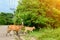 Cow walking on the road and two sides of the street forest