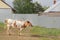 The cow walks at village near fence - Russian countryside