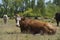 A cow is watching the meadow curiously. Even more cattle can be seen in the background. Forest, blue sky, clouds. Europe Hungary