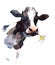 Cow Watercolor Farm Animal Illustration Hand Painted