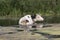 Cow watering in the river. Animal photography photo