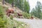 Cow on the way to a meadow, austria