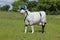 A Cow wearing a Baseball Uniform