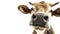 a cow on white background is looking down