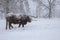 Cow in winter. Cow in snowfall. Scottish highland cattle in winter