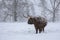 Cow and winter. Cow in snowfall. Scottish highland cattle in winter.