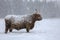 Cow in winter. Cow in snowfall. Scottish highland cattle in winter