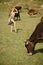 Cow, woman in countryside pasture, ecology.