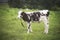 Cow youngster