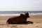 Cow zebu on the beach