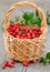 Cowberries in the basket