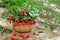 Cowberries and common heather flowers on rustic surface