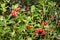 Cowberries in forest