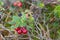 Cowberries in forest