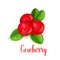 Cowberry berry vector isolated icon
