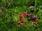 Cowberry and blueberry on a moss background.