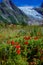 Cowberry close-up with glacier and green mountains background. Norwegian landscape. Norway