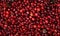 Cowberry cranberry texture