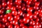 Cowberry, foxberry, cranberry, lingonberry texture, top view.