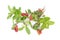 Cowberry Lingonberry (Vaccinium vitis-idaea) isolated on white b