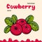 Cowberry vector illustration, berries images. Doodle cowberry vector illustration in red and green color. Cowberry