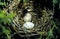Cowbird Egg in Finch Nest  21681