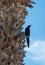 Cowbird on a Palm Tree