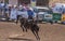 Cowboy on black bronco at Rodeo Santa Maria, CA, USA