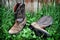 Cowboy Boots (12_831)