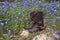 Cowboy boots with spurs in a field of Texas bluebonnets