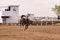 Cowboy On Bucking Bronc In Rodeo