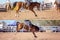 Cowboy And Bucking Saddle Bronco Collage