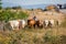 Cowboy with cattle