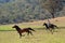 A Cowboy Chases Wild Horse During The Man From Snowy River Re-Enactment April 2019