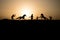 Cowboy concept. Silhouette of Cowboys at sunset time. Cowboys silhouettes on a hill with horses.