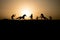 Cowboy concept. Silhouette of Cowboys at sunset time. Cowboys silhouettes on a hill with horses