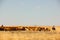 Cowboy and cowgirl on horses keeping cattle together on countryside field