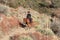 Cowboy on a desert mountain trail.