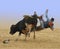 Cowboy Falling of a Bull