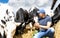 Cowboy farmer on farm around herd