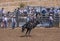 Cowboy hanging backwards on black horse at Rodeo Santa Maria, CA, USA