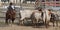 A cowboy herding some long horn steers at the Fort Worth Stockyards.