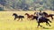 A Cowboy Herding Wild Horses